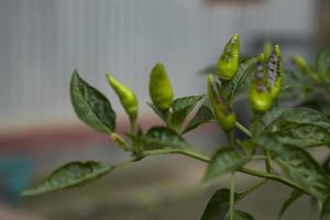 Green chili on tree branch Natural view photo