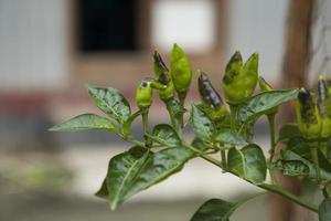 Green chili on tree branch Natural view photo