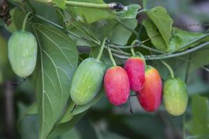 Ivy gourd scientific name Coccinia grandis Red Ripe and raw fruits hanging on the tree photo