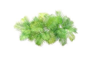 top view palm leaves tree isolated on white background photo