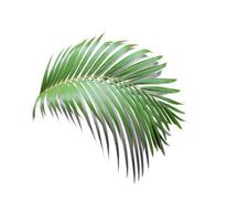 green leaf of palm tree with shadow on white background photo