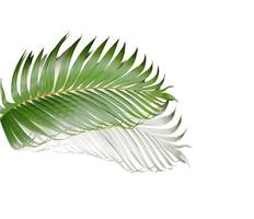 green leaf of palm tree with shadow on white background photo