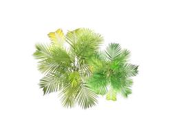 green leaf of palm tree on white background photo