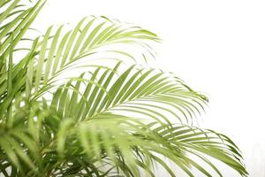 green tropical palm leaf with shadow on white wall photo