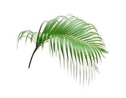 green leaf of palm tree with shadow on white background photo