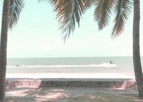 green coconut palm trees on the grass in sunny beach photo