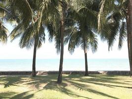 palmeras de coco verde en la hierba en la playa soleada foto