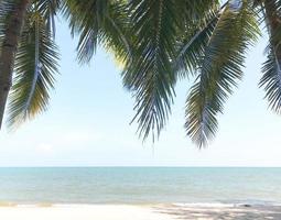 green coconut palm trees on the grass in sunny beach photo