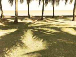 Green coconut palm trees on the grass in sunny beach photo