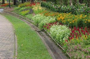 flower in garden and  green grass photo