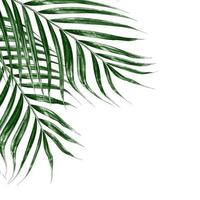 Green leaves of palm tree isolated on white background photo