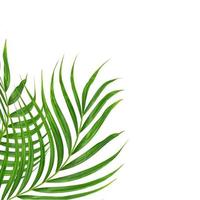 Green leaves of palm tree isolated on white background photo