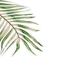 Green leaves of palm tree isolated on white background photo