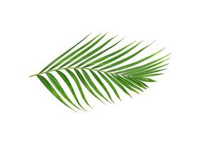 Green leaves of palm tree isolated on white background photo