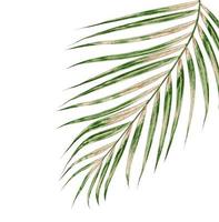 Green leaves of palm tree isolated on white background photo