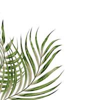 Green leaves of palm tree isolated on white background photo