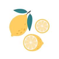 Fresh lemon with lemon slices. Citrus fruit. Healthy food vector