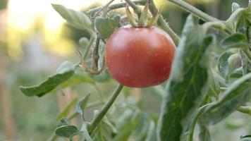 tomatplantor planterade i öppen mark. plantera plantor på våren video