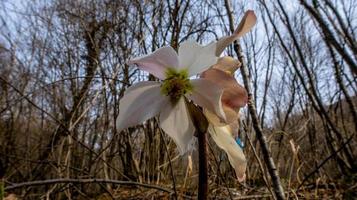 2022 02 05 mosson helleborus niger 3 foto