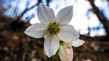 2022 02 26 Pedescala Helleborus niger 1 photo