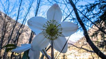 2022 02 26 Pedescala Helleborus niger photo