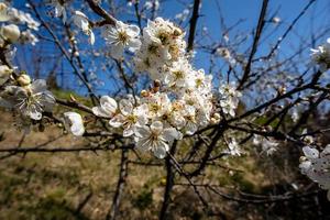 2022 03 27 Sprea Prunus spinosa photo