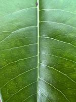 leaf green nature tree flora photo