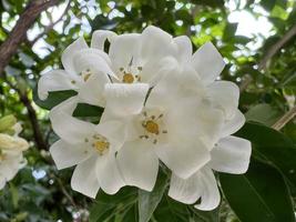 hoja verde naturaleza árbol flora foto