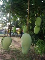 árbol de mango fruta hoja naturaleza foto