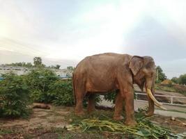 elephant animal eat food beautiful nature photo