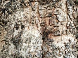 trunk tree pattern rough wood nature photo