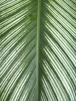 hoja verde naturaleza árbol flora foto