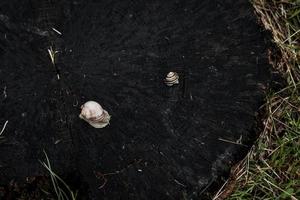 Slimy Snail on a stump photo