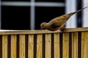 Mourning Dove preparing for launch photo