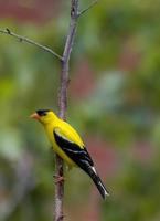 American Goldfinch perched on a branch photo