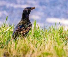 Starling finding a meal photo