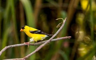 American Goldfinch on a perch photo