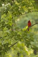 cardenal norteño en un árbol foto