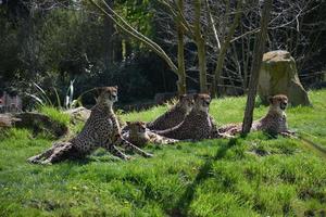 A coalition of cheetahs photo