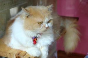 Portrait of brown-eyed cat photo