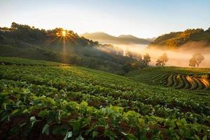 brumoso amanecer en el jardín de fresas en la montaña doi angkhang, chiangmai foto