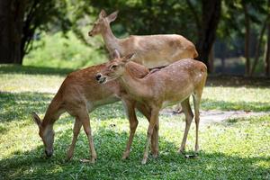 a cute deer grazing in khao kheow open zoo in thailand photo