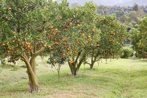 jardín de naranjos foto