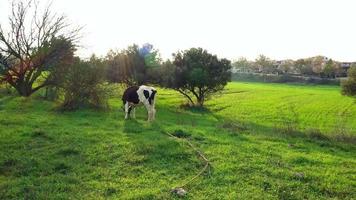 vacas pastando no prado. vacas no prado. este filme mostra vacas preto e branco pastando em um pasto. video