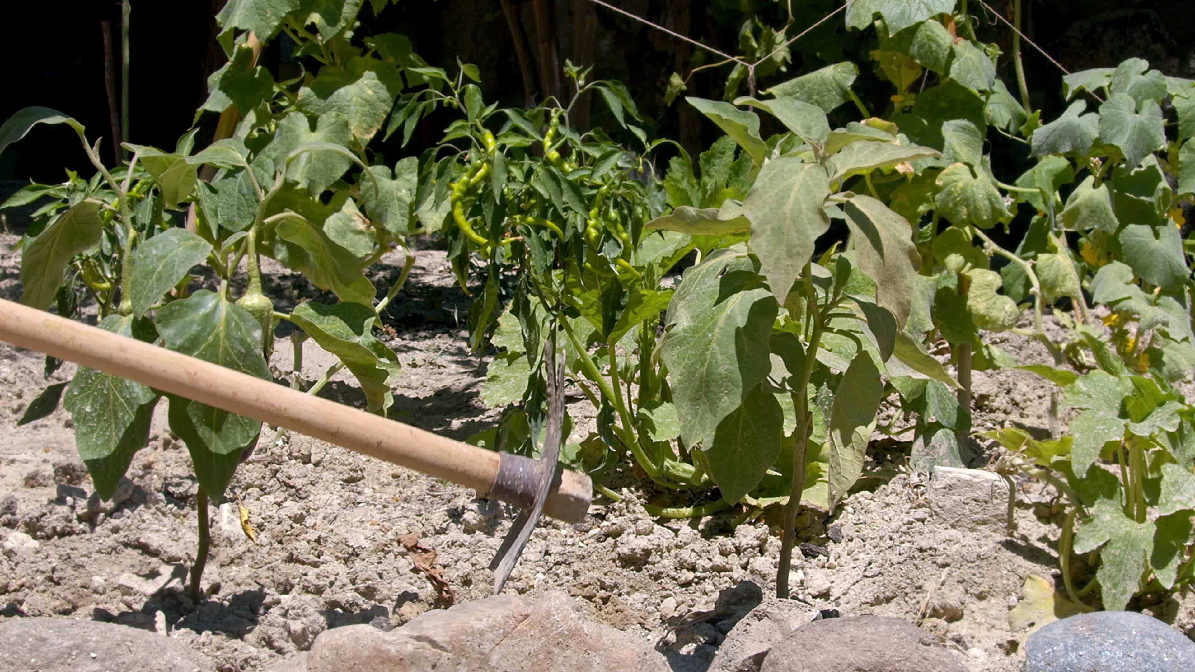 Farmer using trowel hoe preparing the ground for organic agriculture