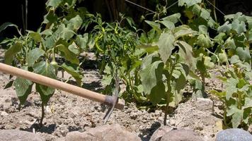 Farmer using trowel hoe preparing the ground for organic agriculture cultivation. Hoeing the soil video