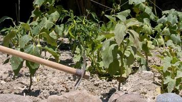 Farmer using trowel hoe preparing the ground for organic agriculture cultivation. Hoeing the soil video