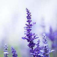 flores de lavanda, primer plano, enfoque selectivo foto