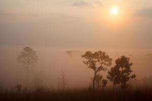 Misty morning sunrise at Thung Salang Luang National Park Phetchabun,Thailand photo