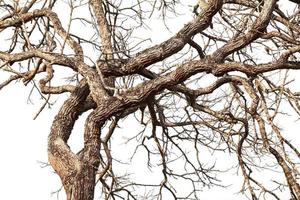 Tree twigs with bare trunks and branches photo